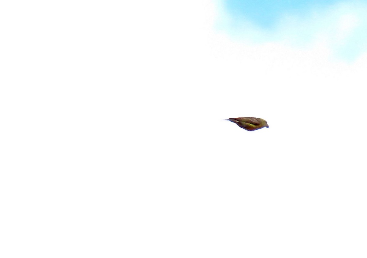 Red Crossbill (North African) - ML644144452