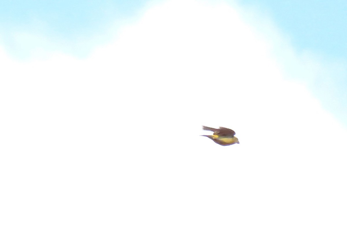 Red Crossbill (North African) - ML644144453