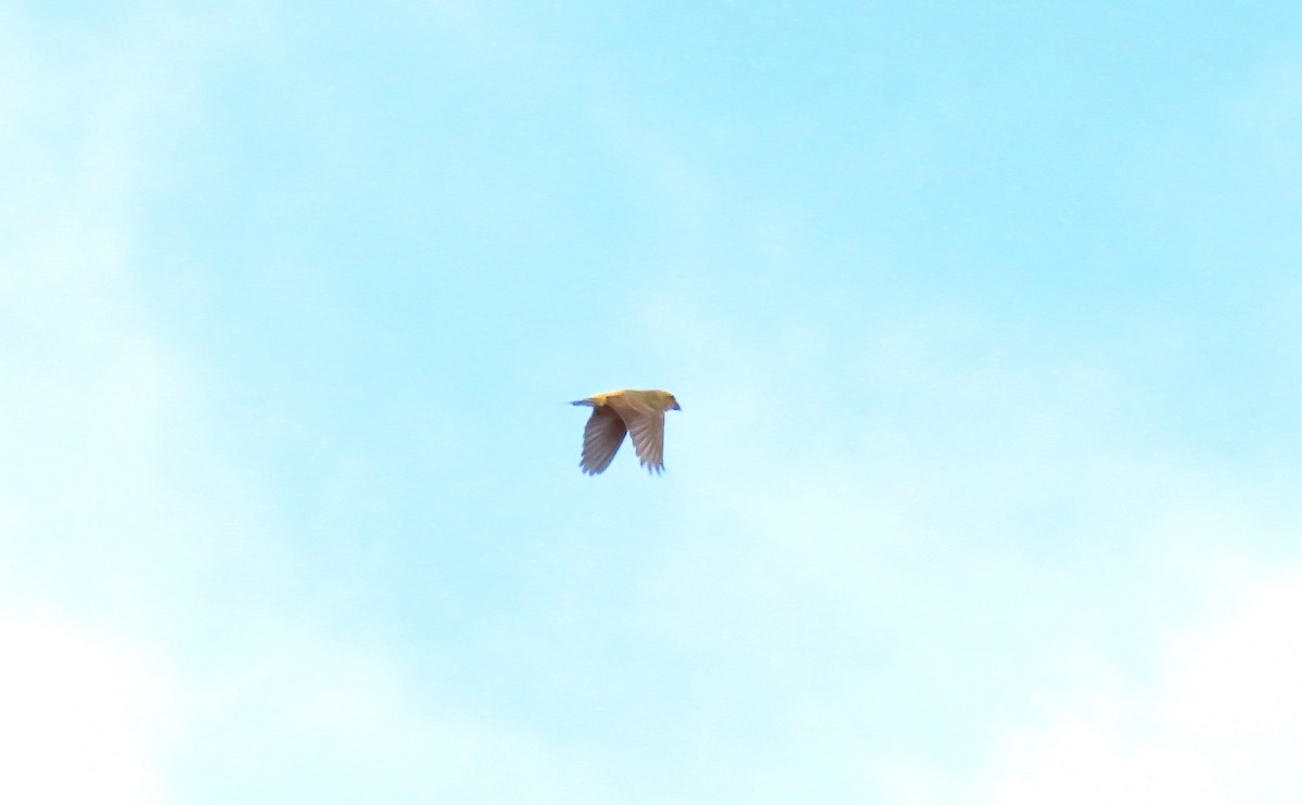 Red Crossbill (North African) - ML644144454