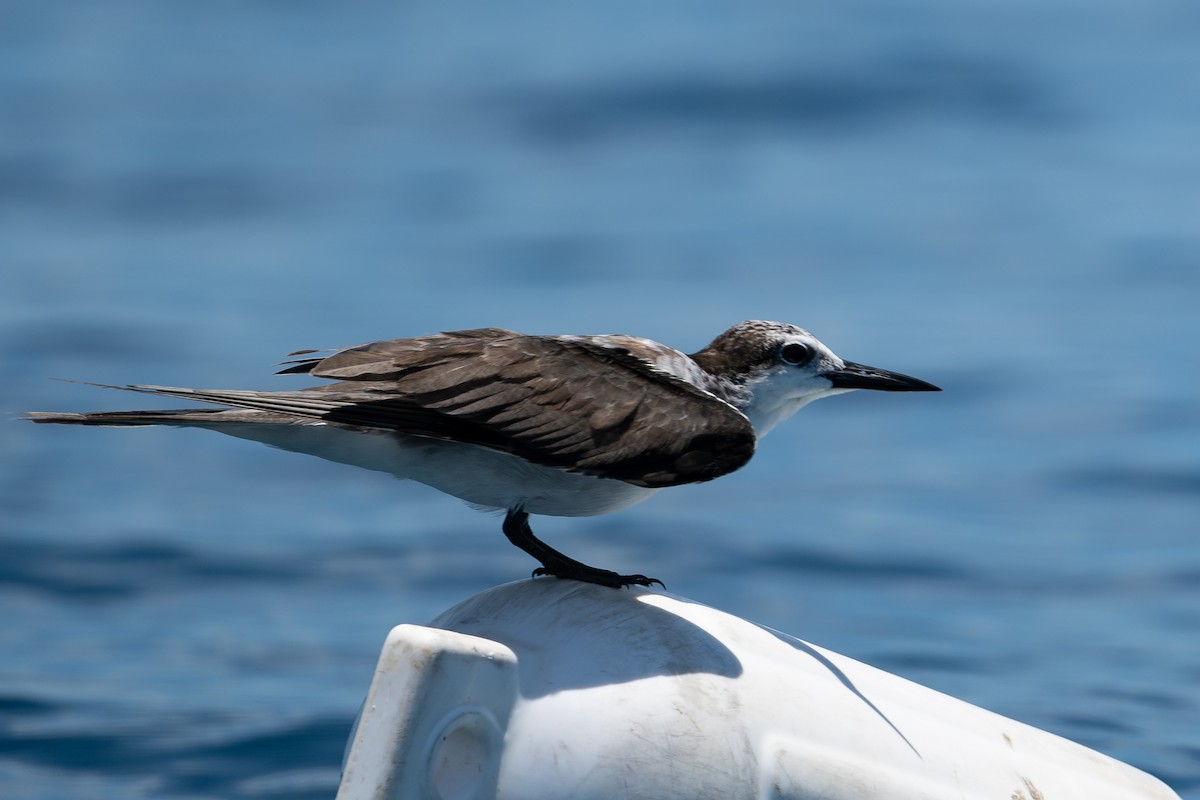 Sterne bridée - ML644144457