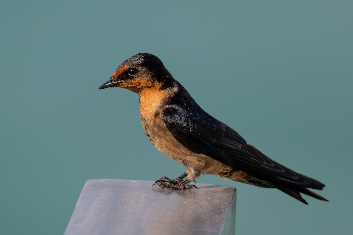 Pacific Swallow - ML644144461