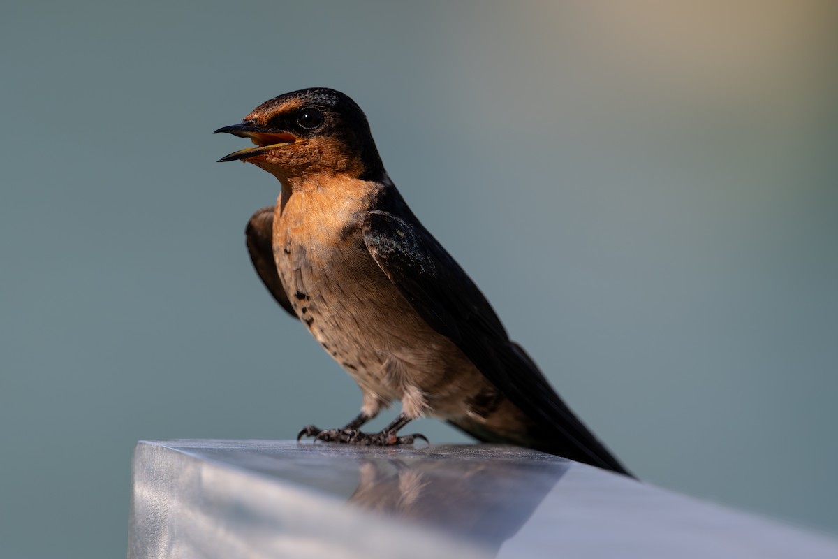 Pacific Swallow - ML644144464