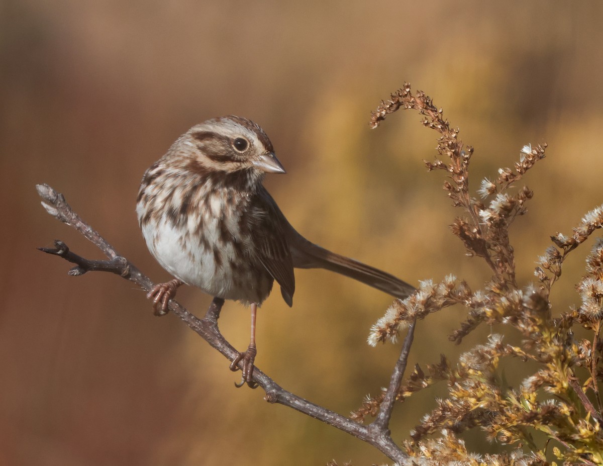 Song Sparrow - ML644144469
