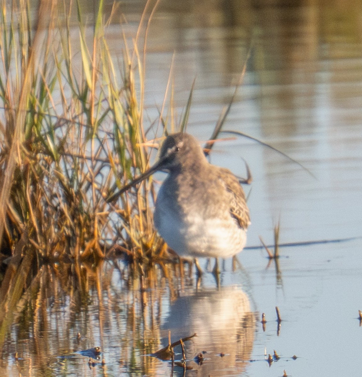 Хараалжин цууцил - ML644144481