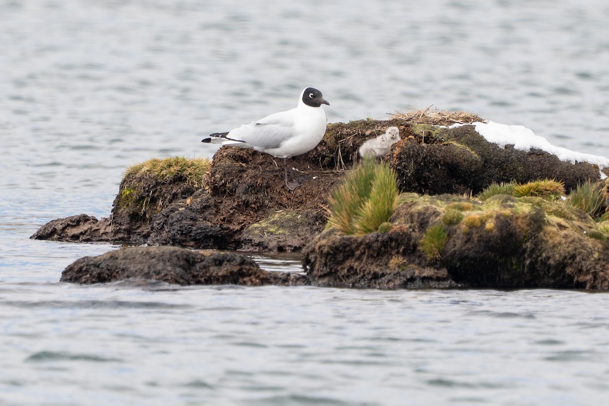 Andean Gull - ML644144486