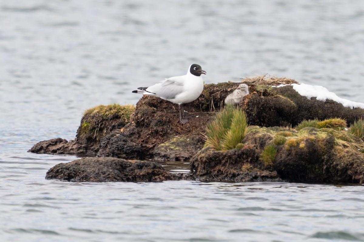 Andean Gull - ML644144487