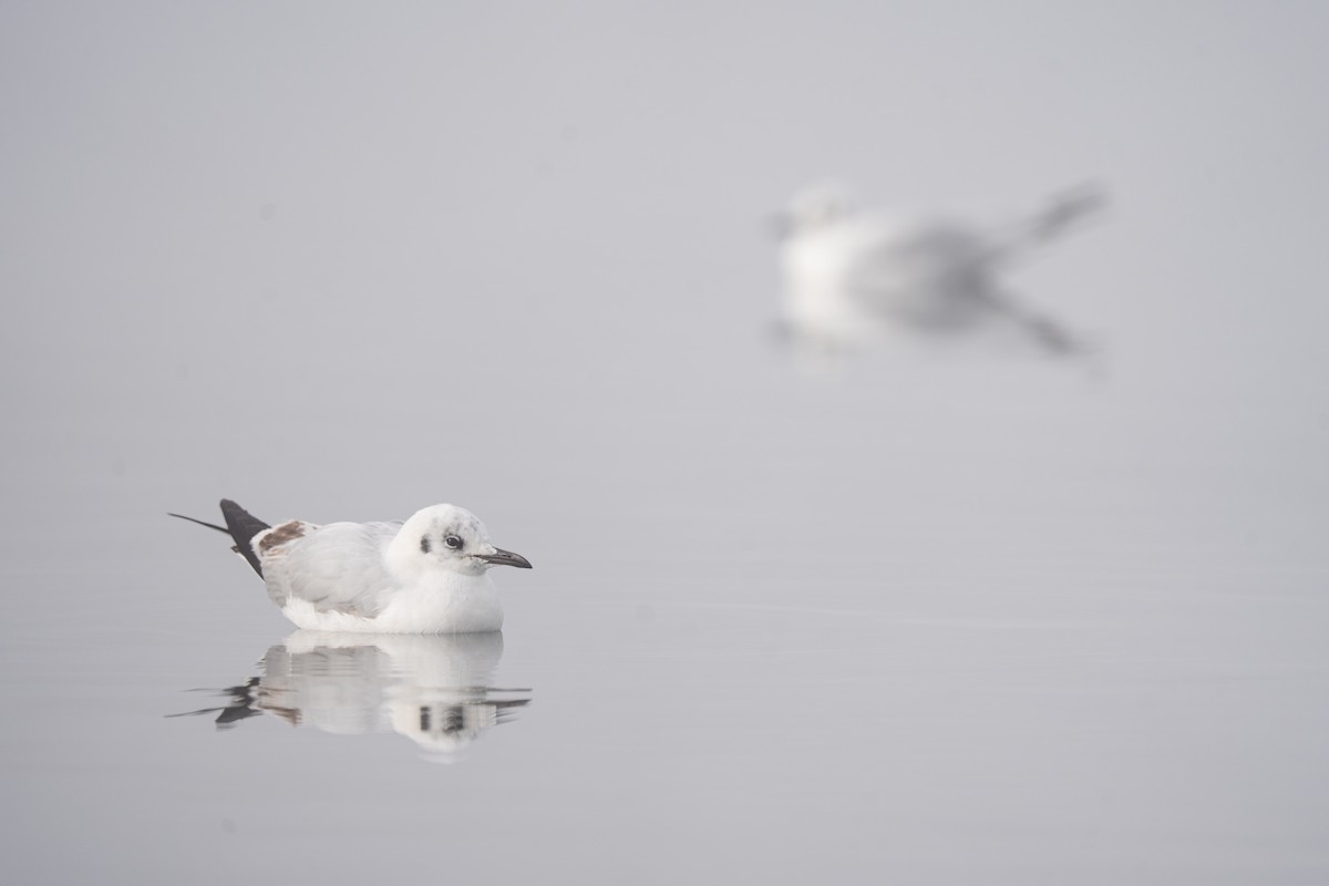 Andean Gull - ML644144488