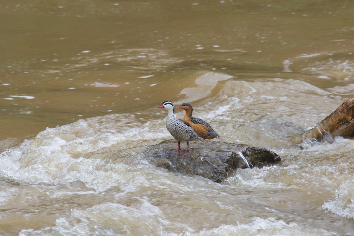 Torrent Duck - ML644144489