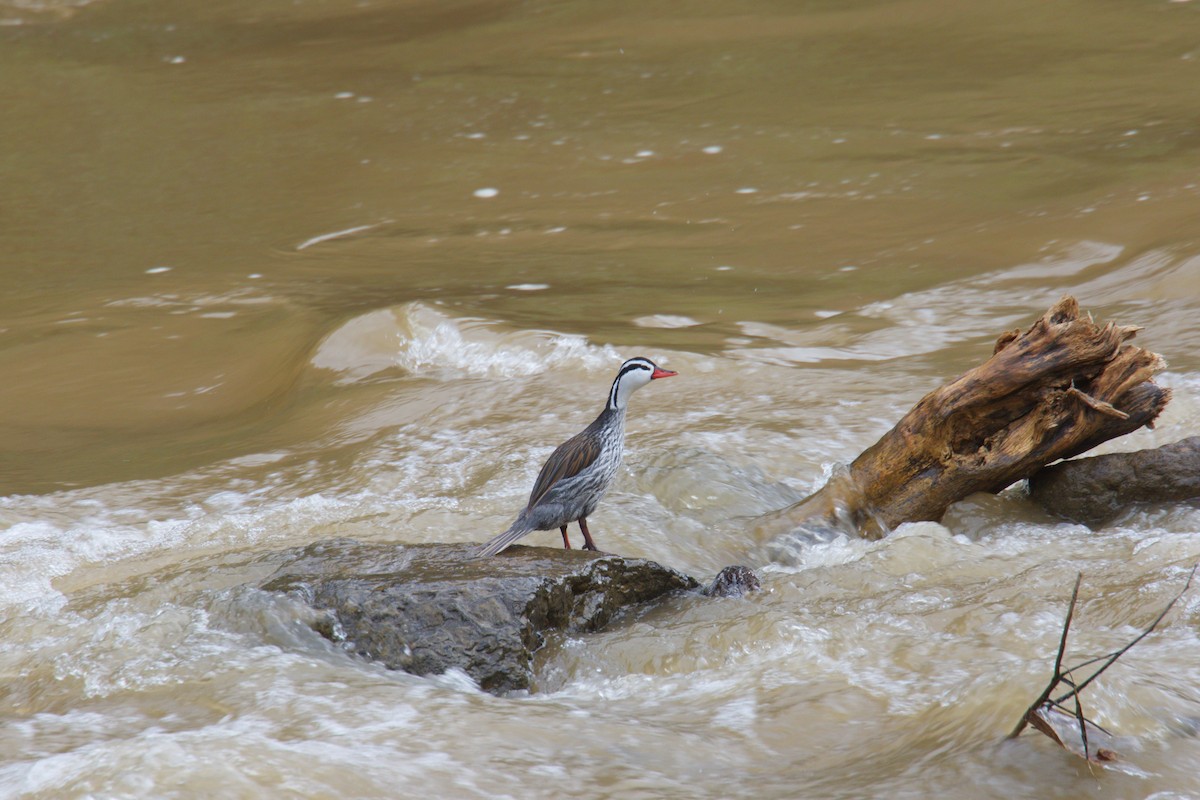 Torrent Duck - ML644144491