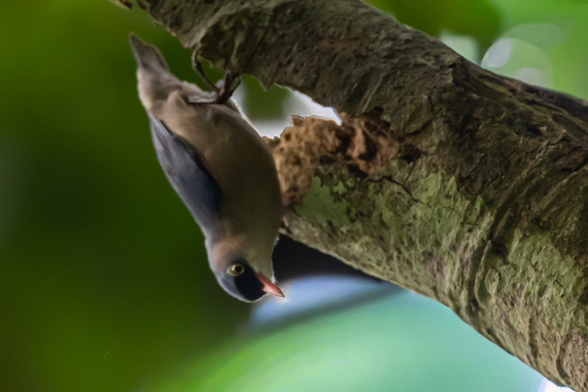 Velvet-fronted Nuthatch - ML644144494