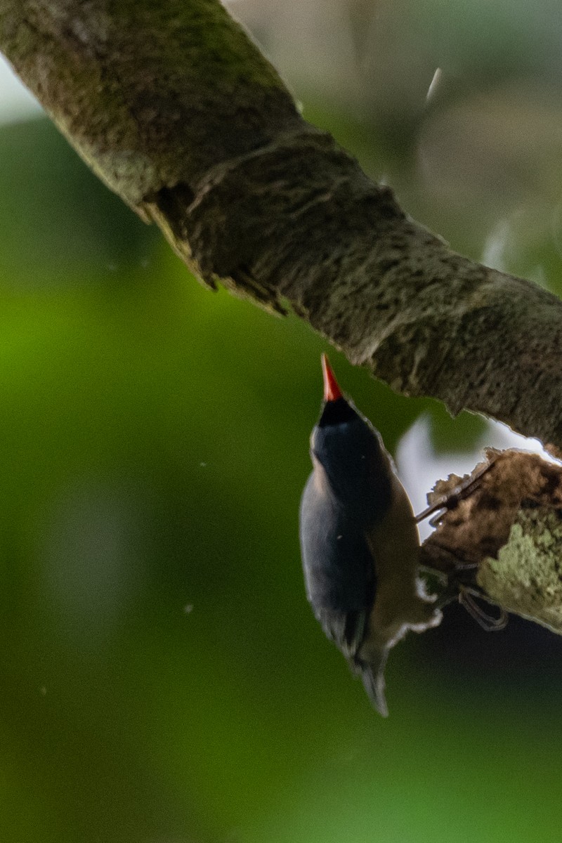 Velvet-fronted Nuthatch - ML644144495