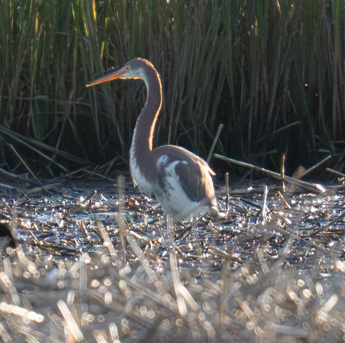 サンショクサギ - ML644144505