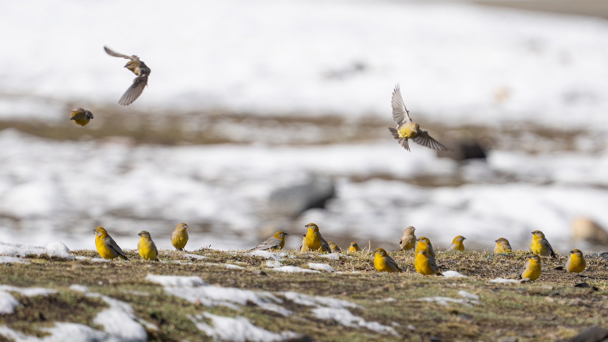 Bright-rumped Yellow-Finch - ML644144507