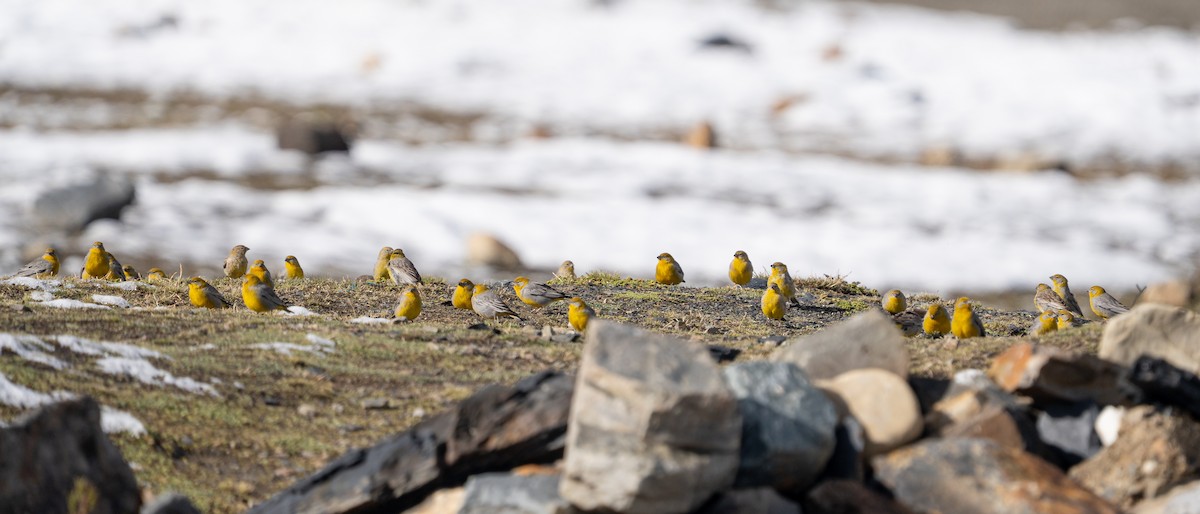 Bright-rumped Yellow-Finch - ML644144508