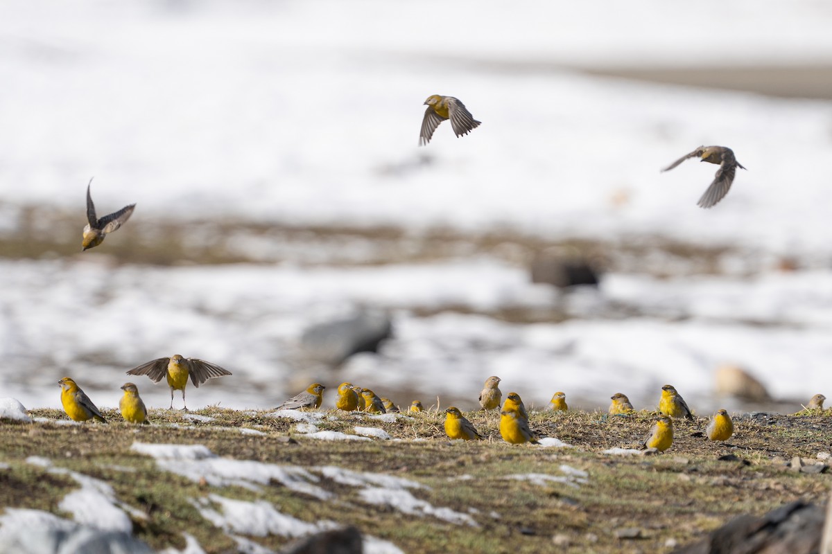 Bright-rumped Yellow-Finch - ML644144509