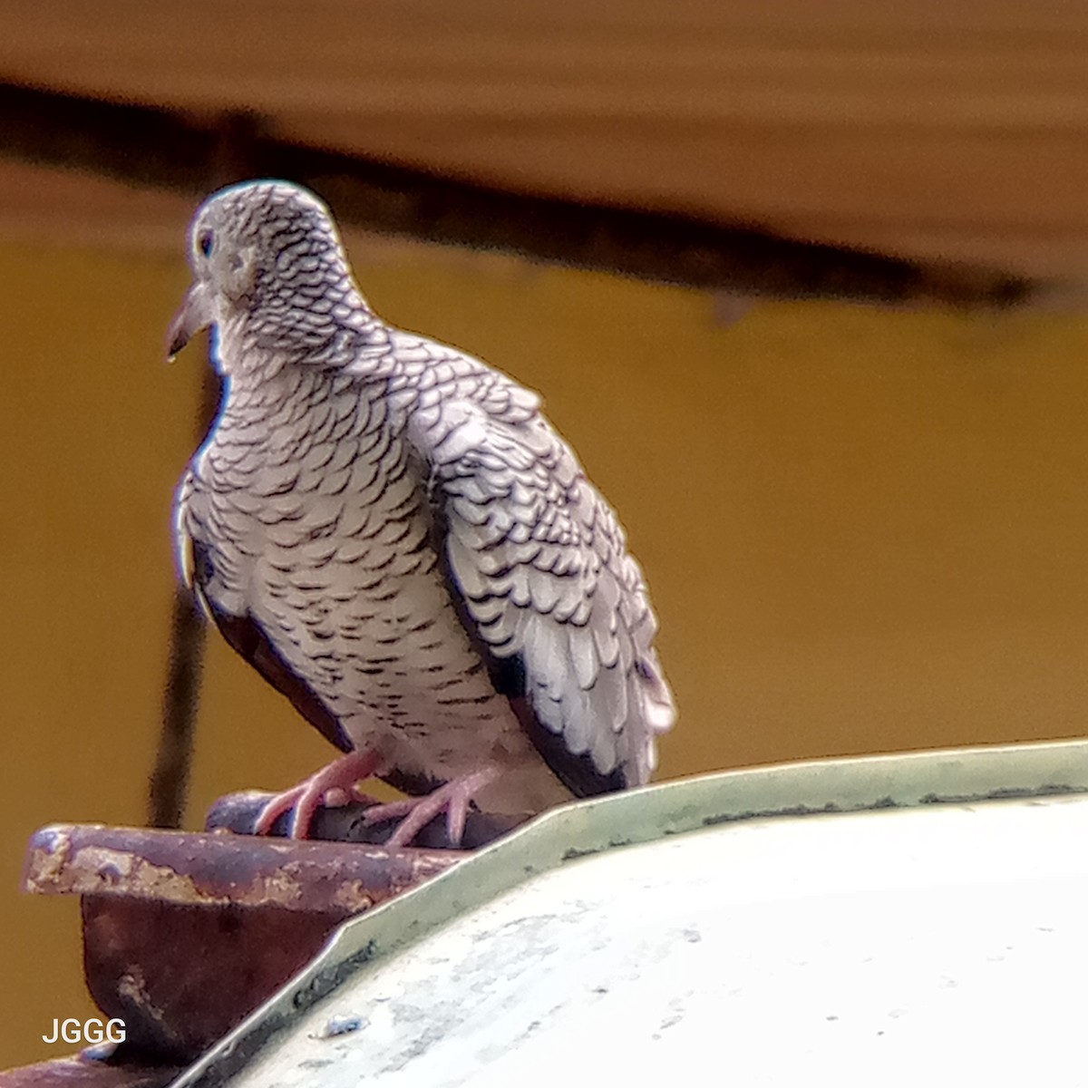 Scaled Dove - ML644144511