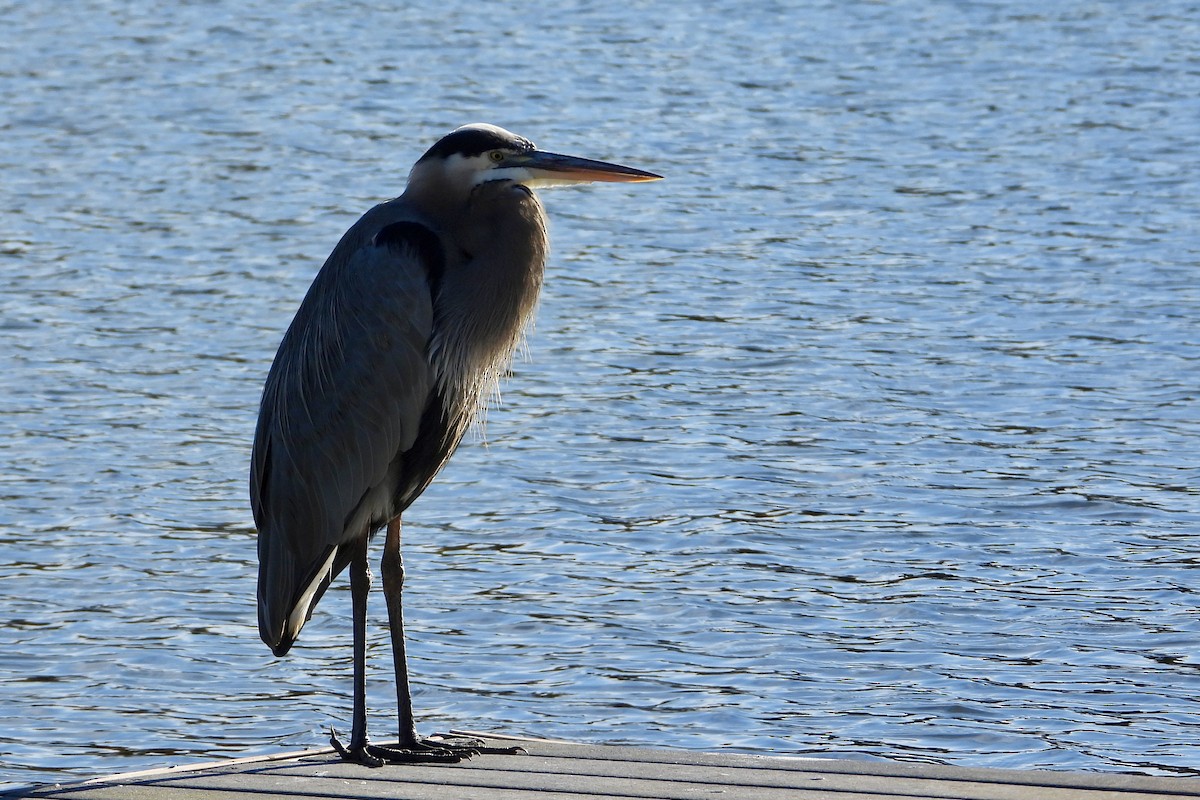 Большая голубая цапля - ML644144516