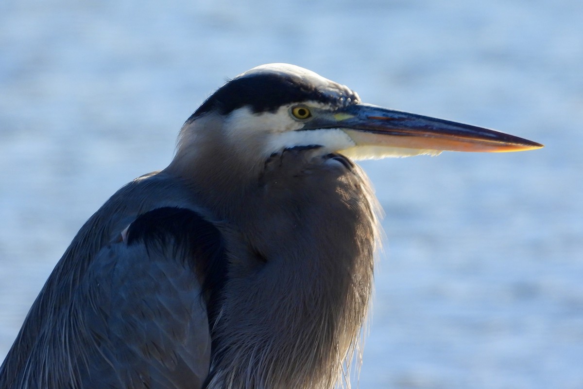 Большая голубая цапля - ML644144517