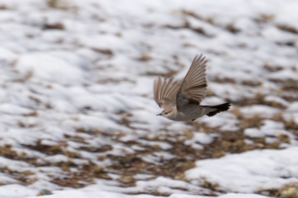 Puna Ground-Tyrant - ML644144519