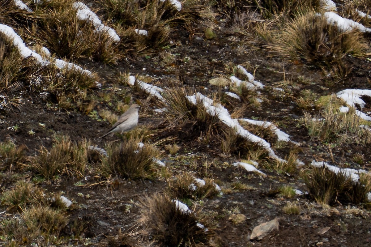 Puna Ground-Tyrant - ML644144520