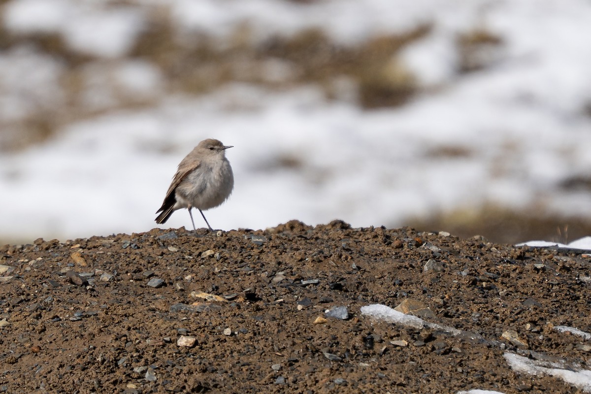 Puna Ground-Tyrant - ML644144521