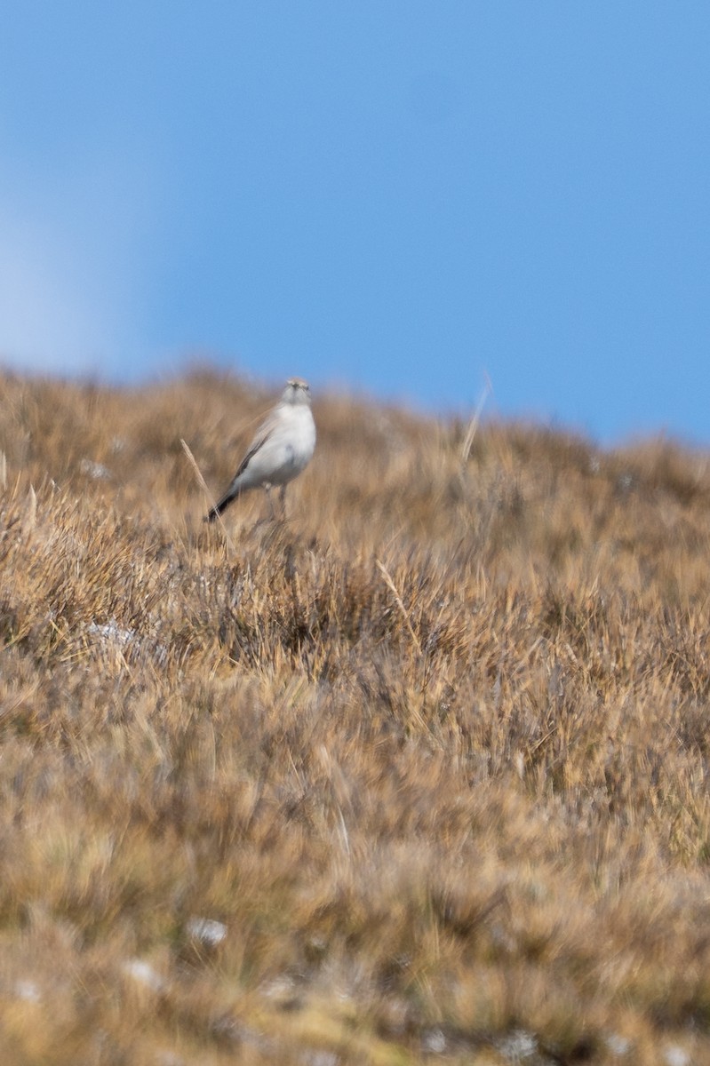 Puna Ground-Tyrant - ML644144522