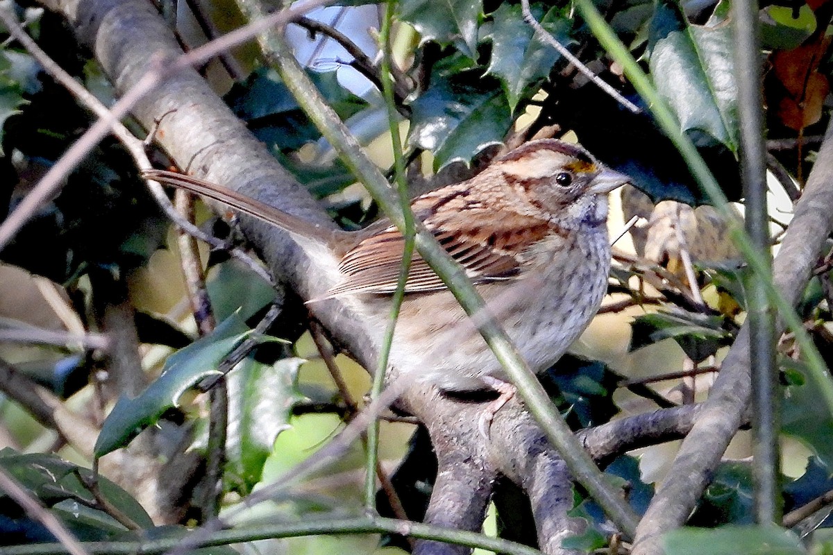 Белогорлая зонотрихия - ML644144534