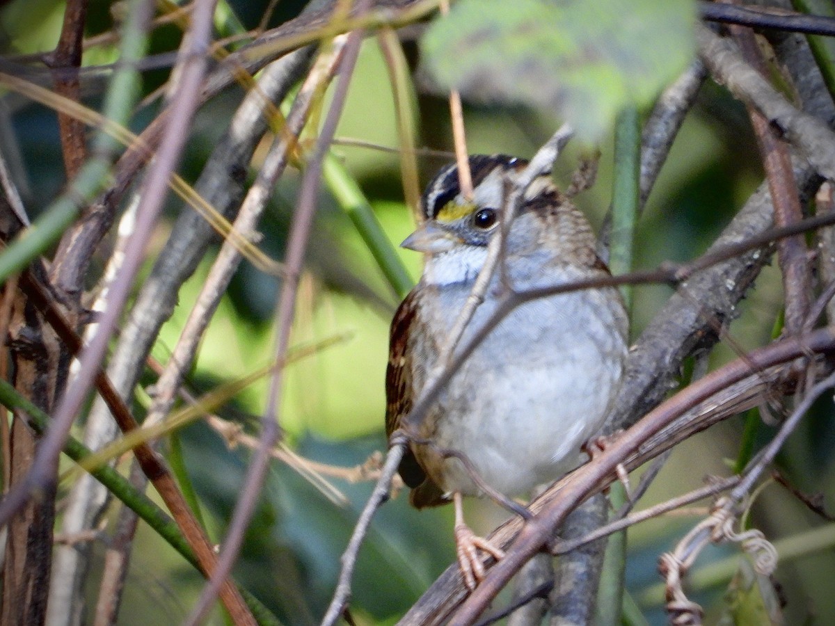 Белогорлая зонотрихия - ML644144535