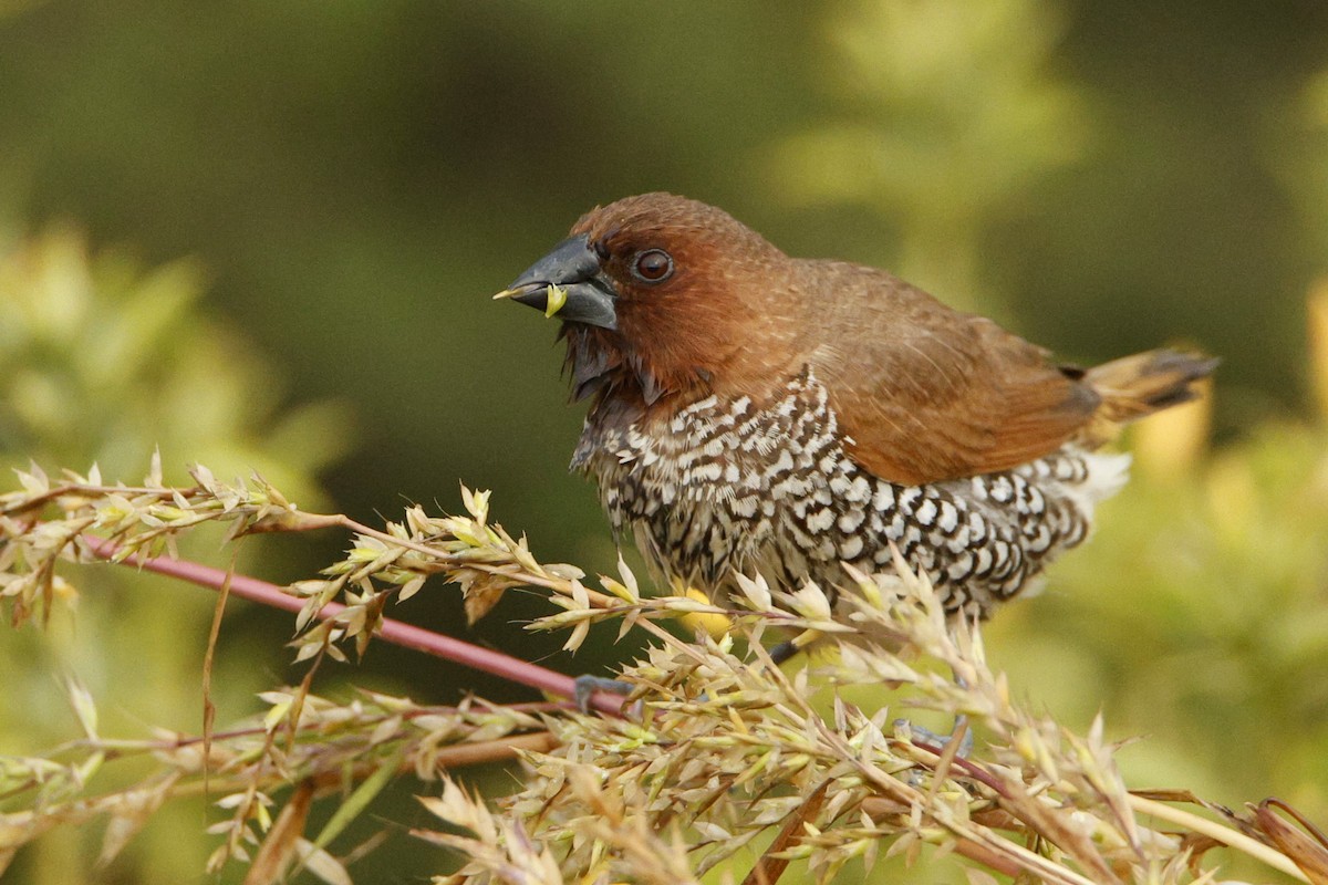 Scaly-breasted Munia - ML644144537
