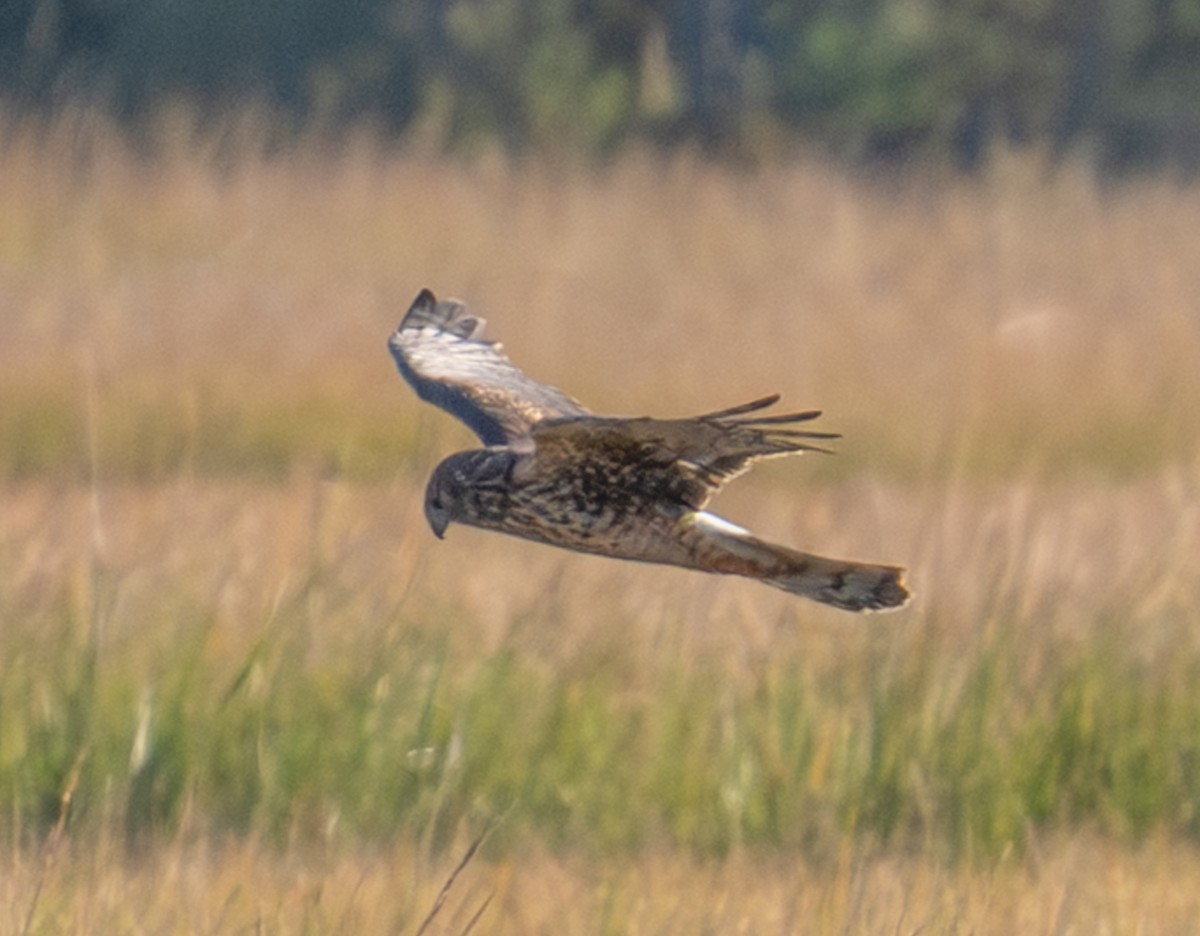 Northern Harrier - ML644144538