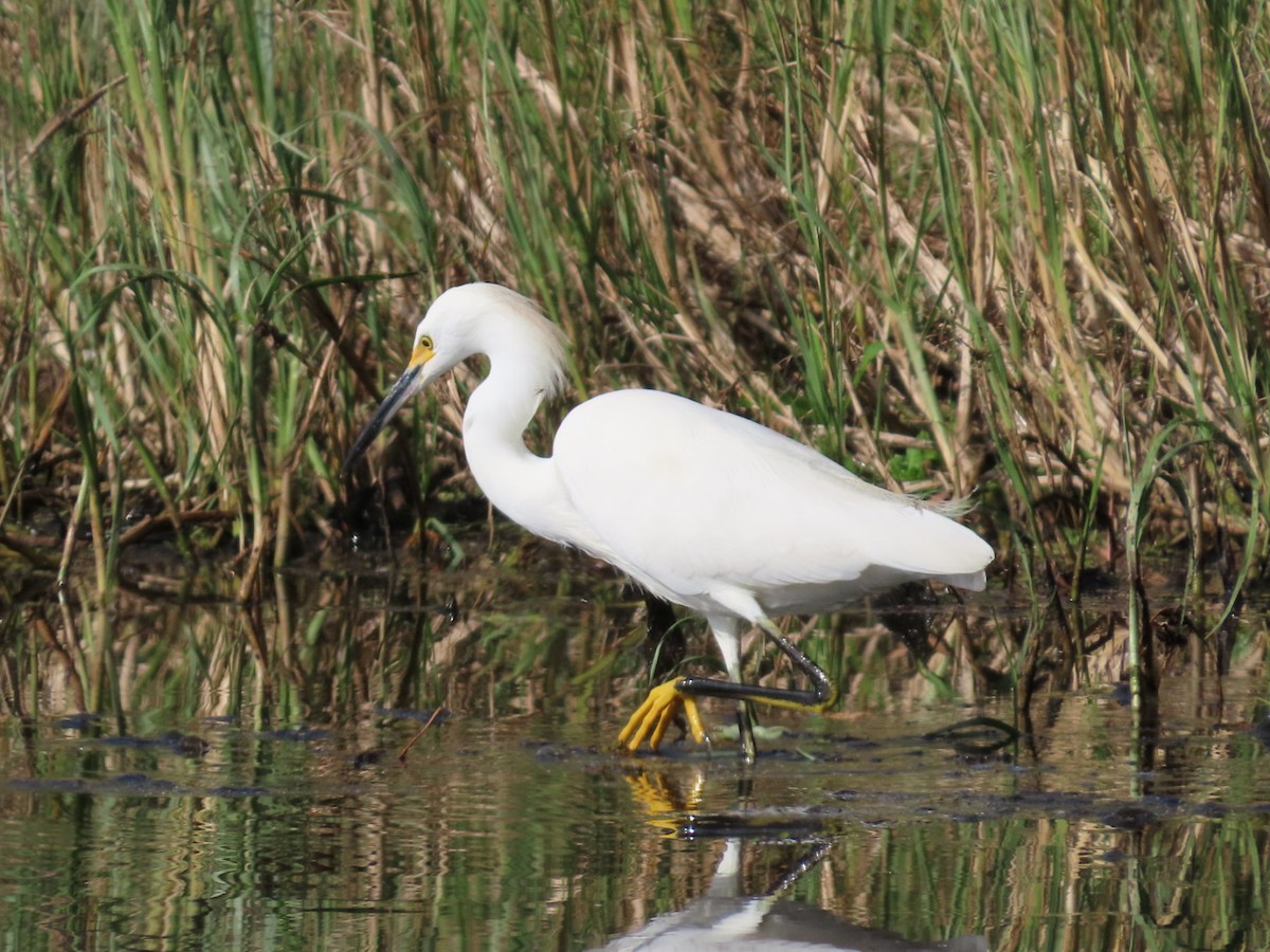 Snowy Egret - ML644144552