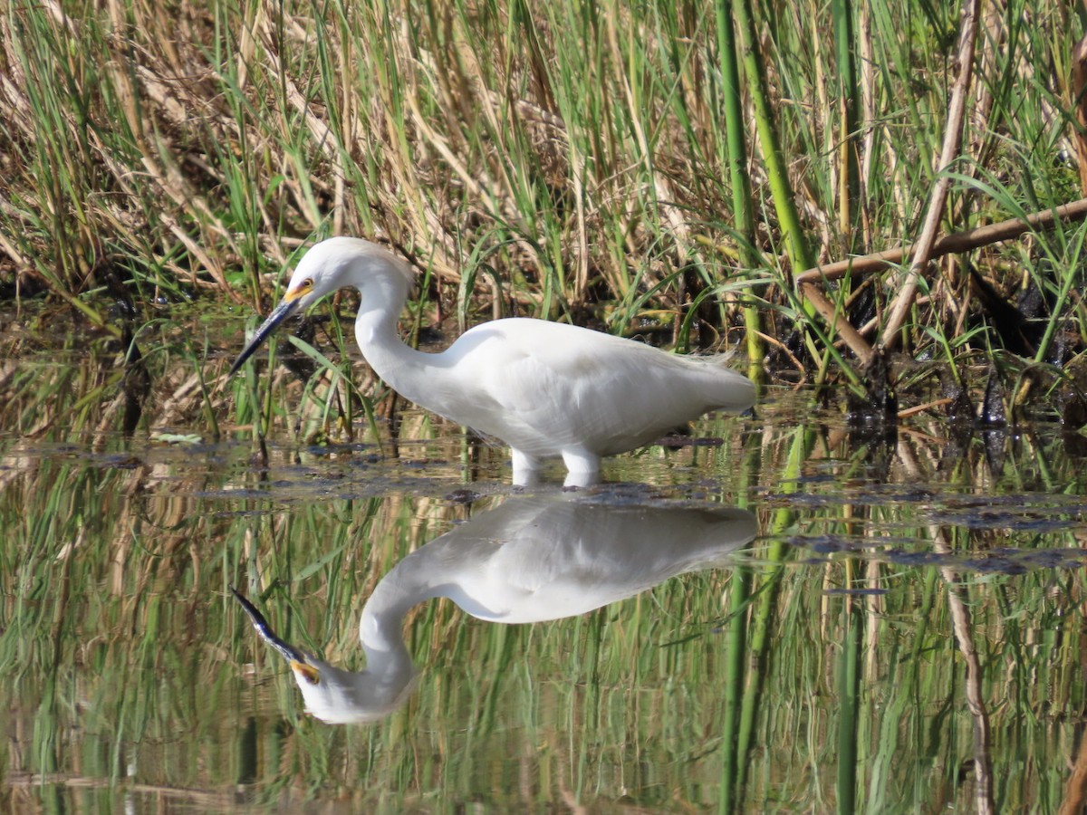 Snowy Egret - ML644144554