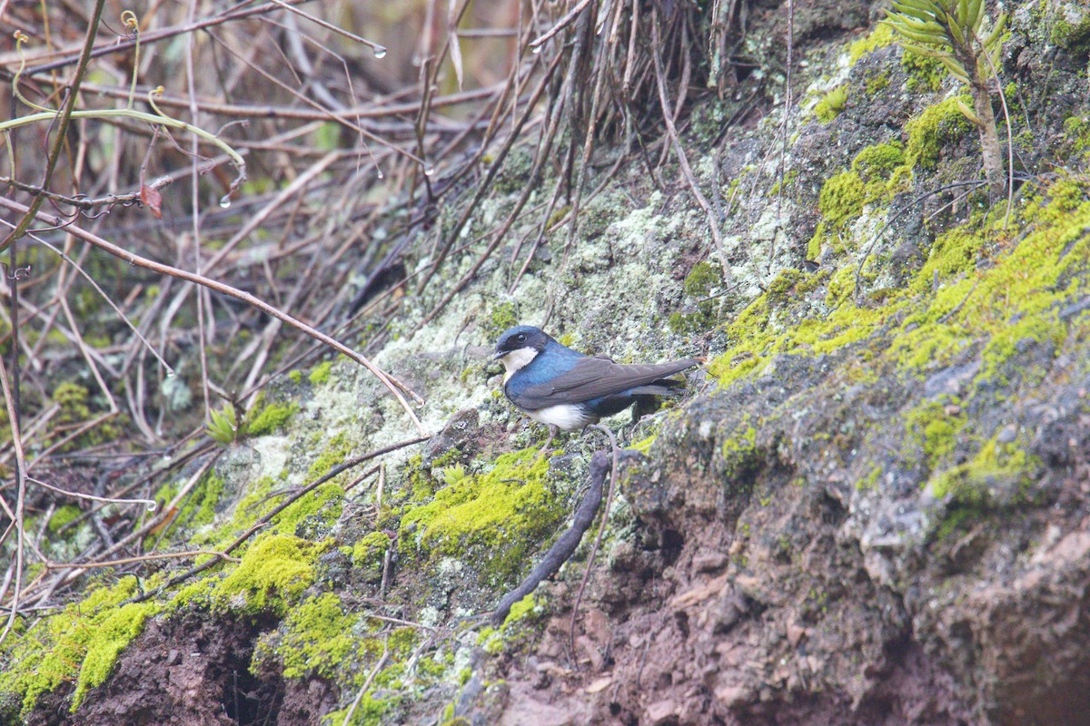 Blue-and-white Swallow - ML644144560