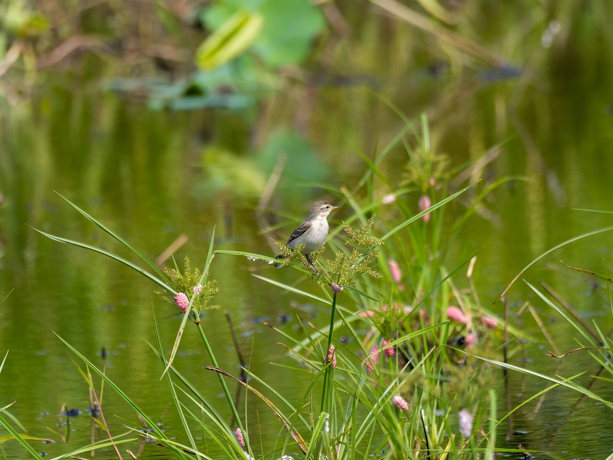Bergeronnette de Béringie - ML644144562