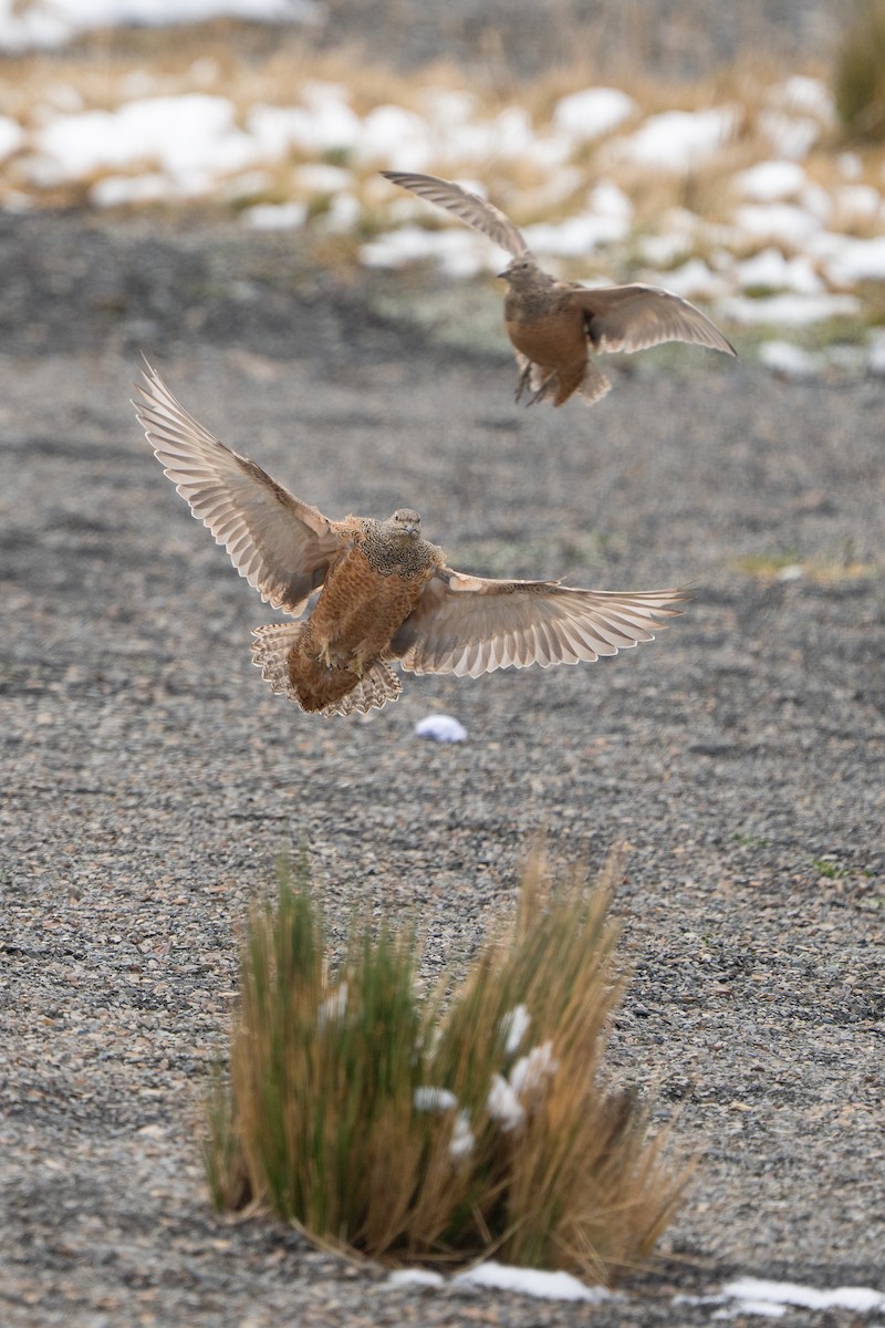 Rufous-bellied Seedsnipe - ML644144574