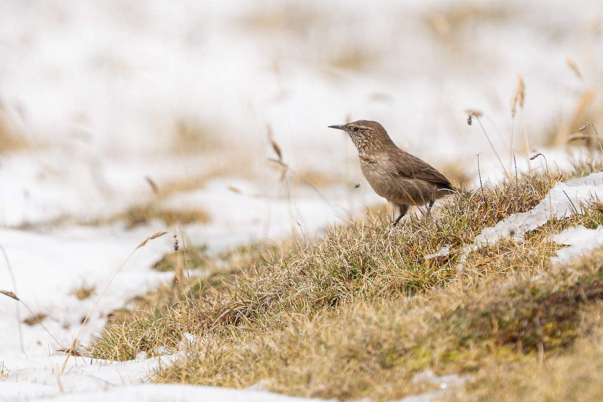 Streak-throated Canastero - ML644144576