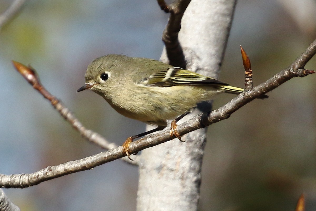 Ruby-crowned Kinglet - ML644144589