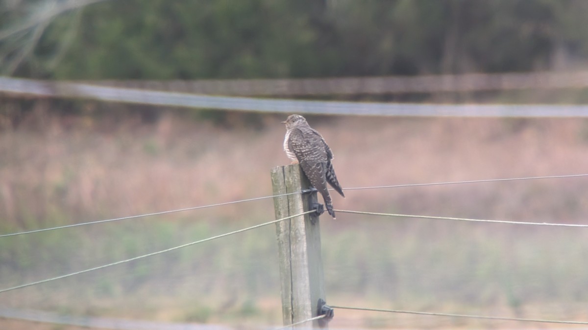 kukačka obecná - ML644144601