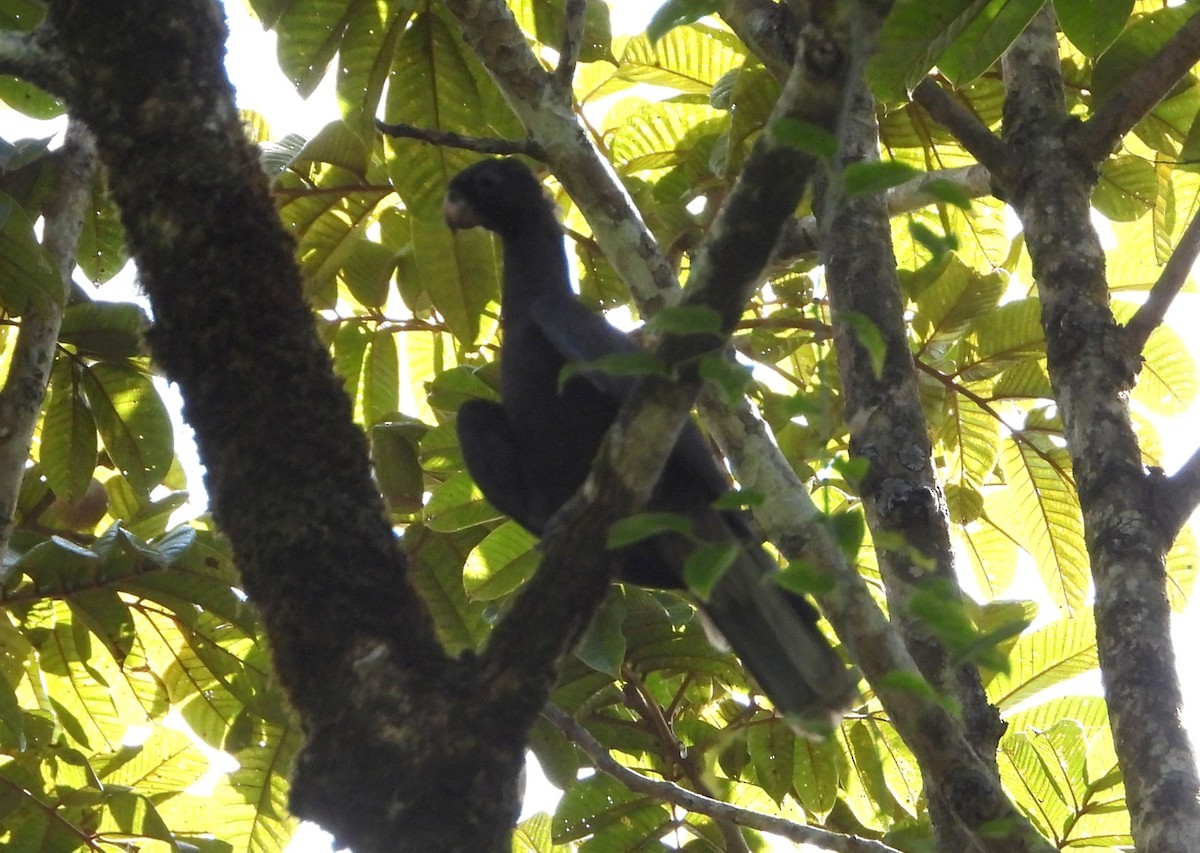 Lesser Vasa Parrot - ML644144602