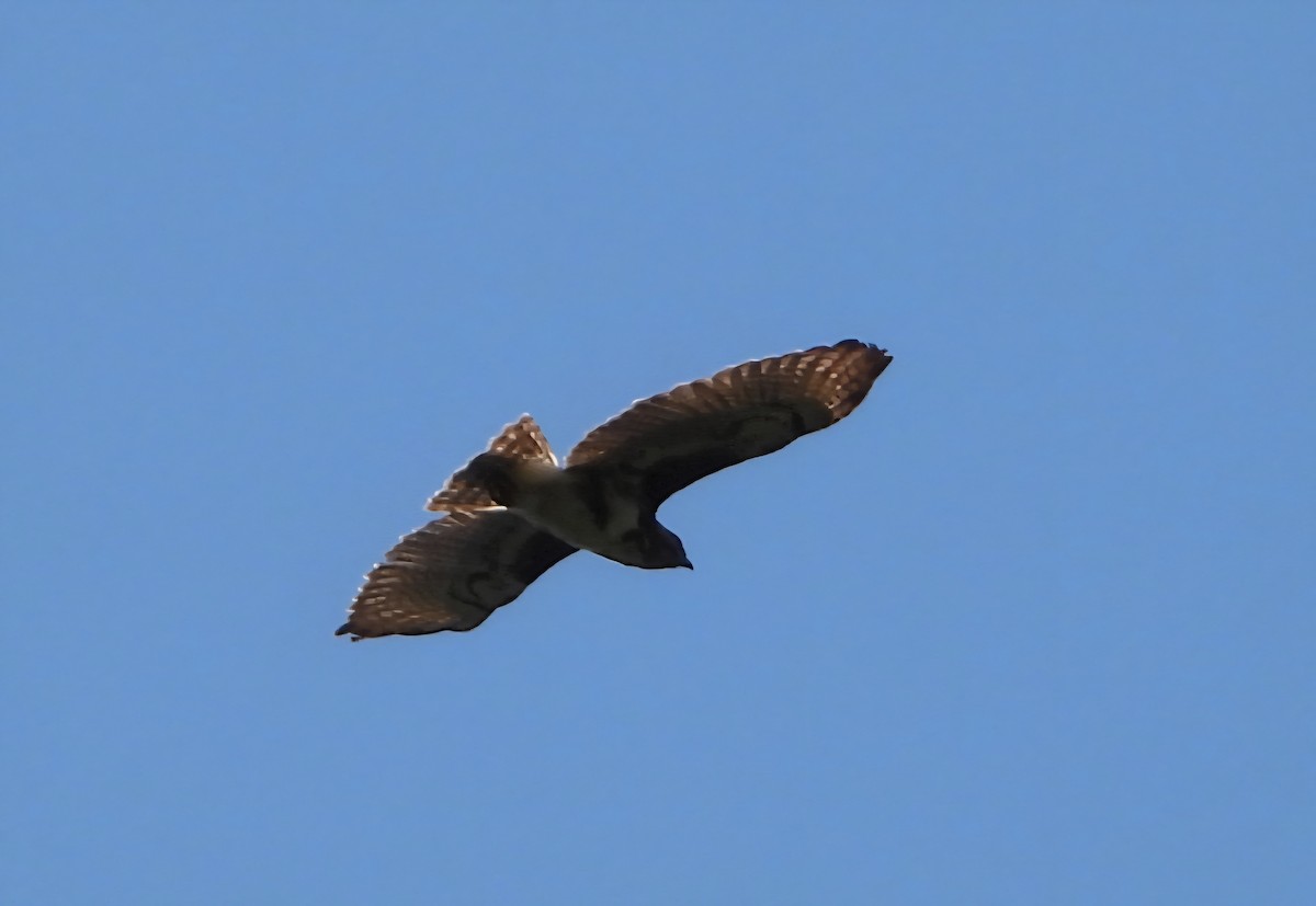Madagascar Buzzard - ML644144618