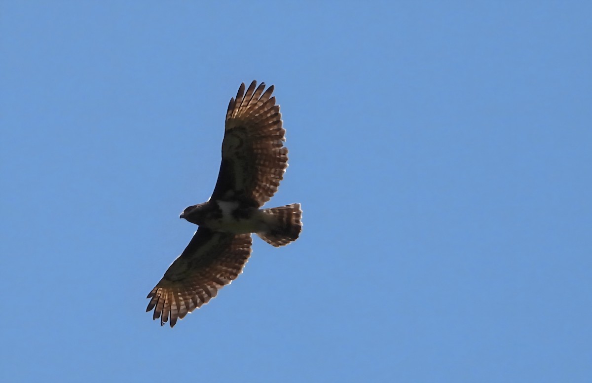 Madagascar Buzzard - ML644144619