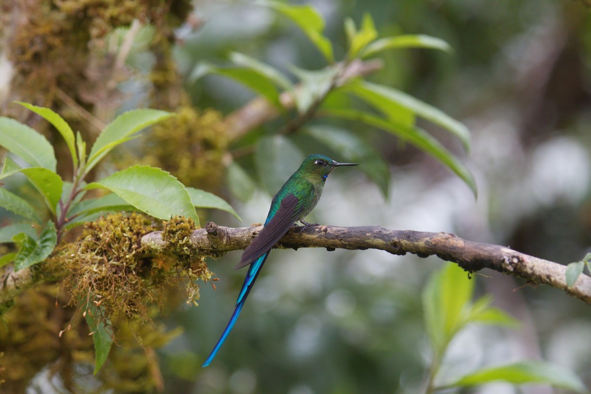Long-tailed Sylph - ML644144627