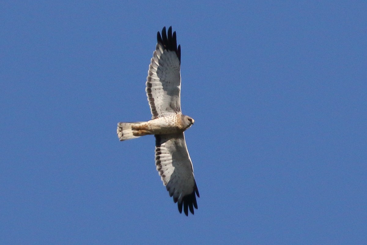 Northern Harrier - ML644144632