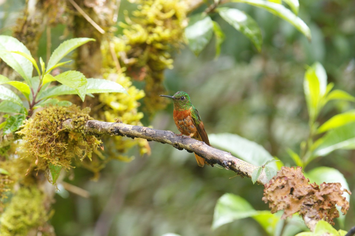 Chestnut-breasted Coronet - ML644144633