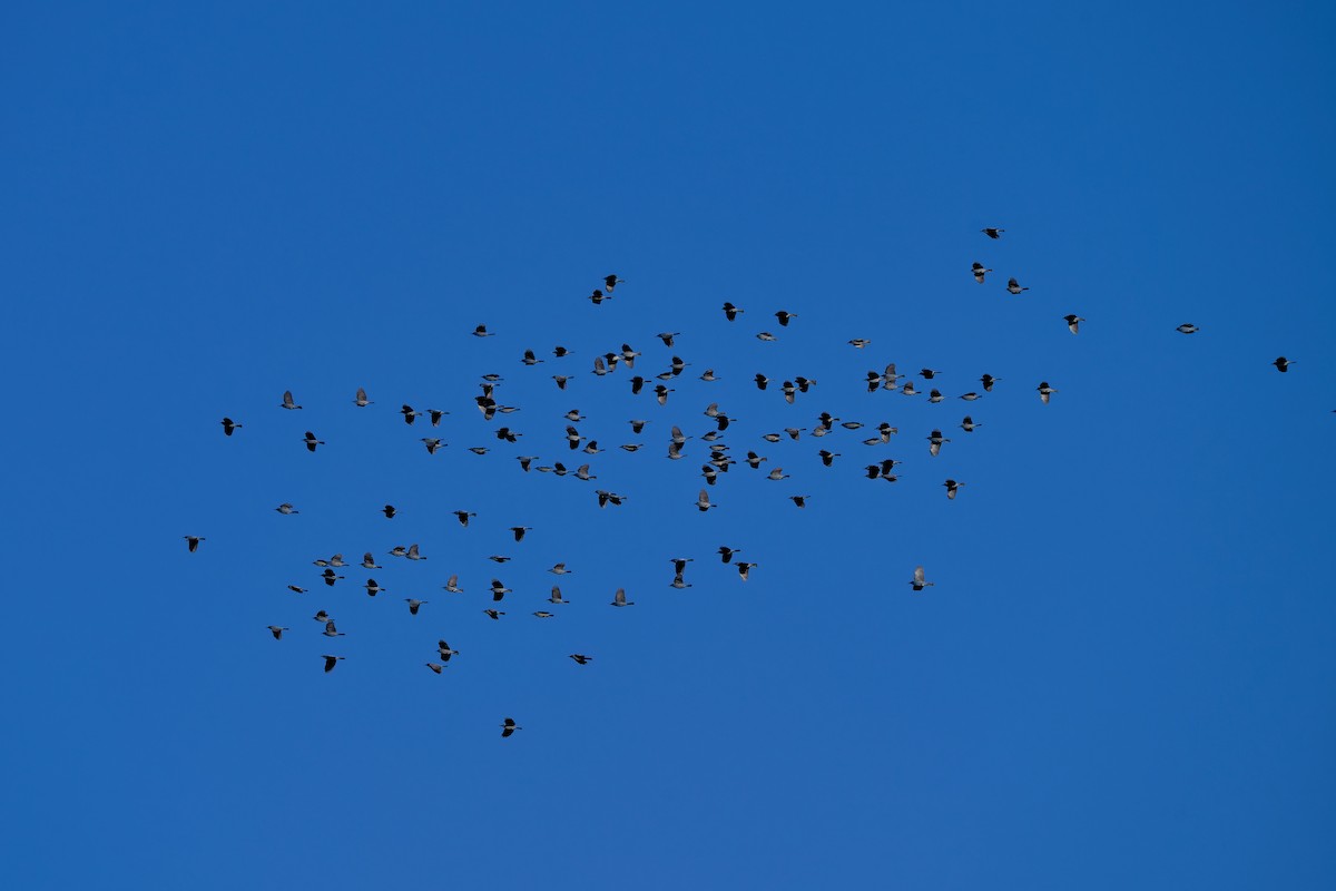 Pinyon Jay - ML644144675