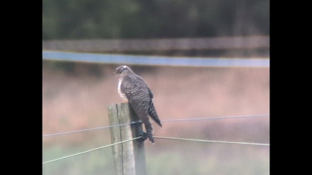 Common Cuckoo - ML644144679