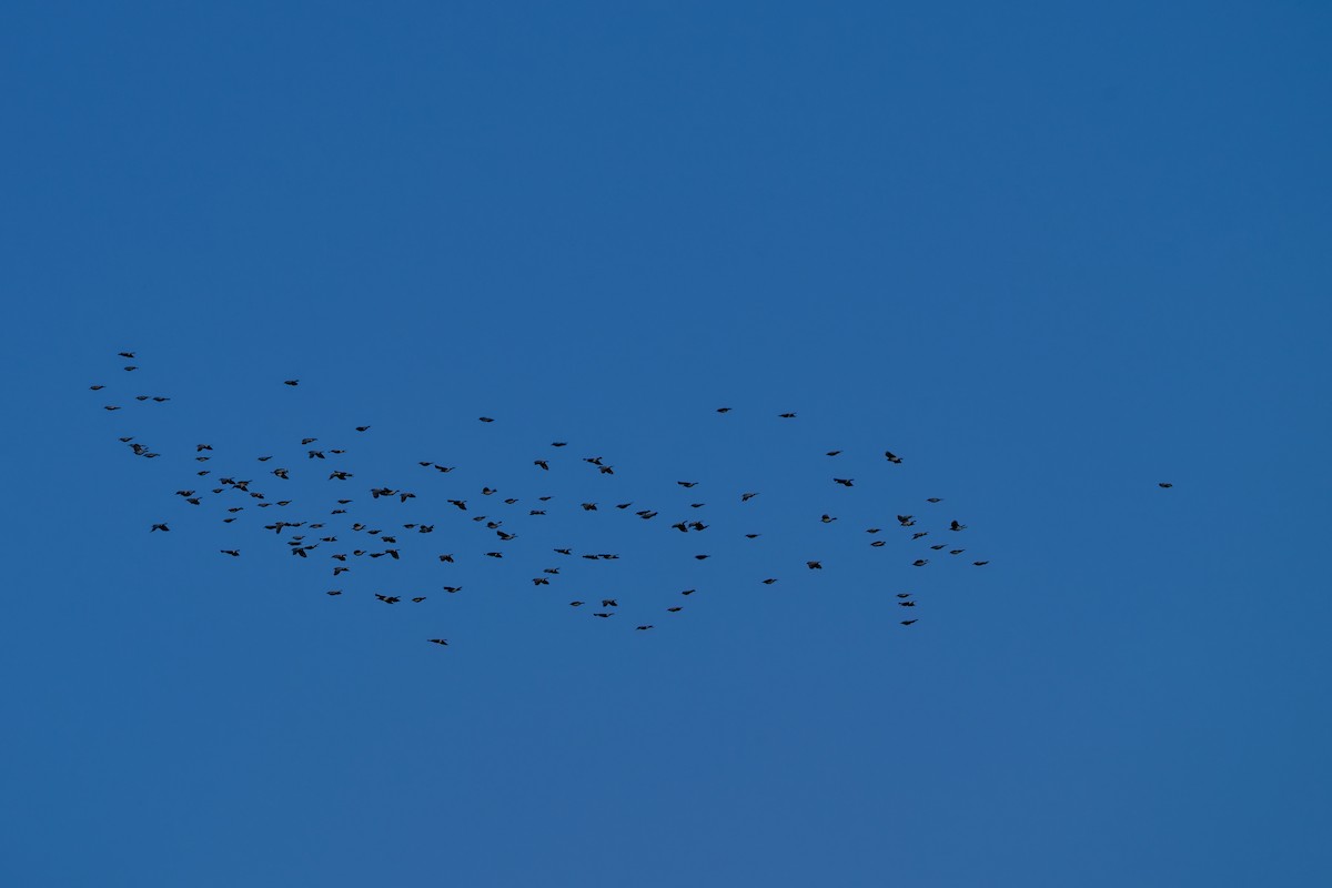 Pinyon Jay - ML644144692