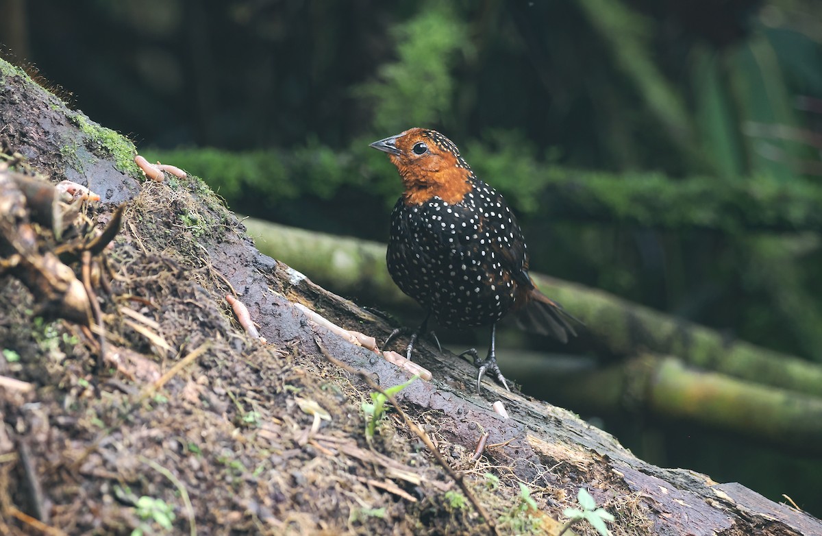 Ocellated Tapaculo - ML644144694