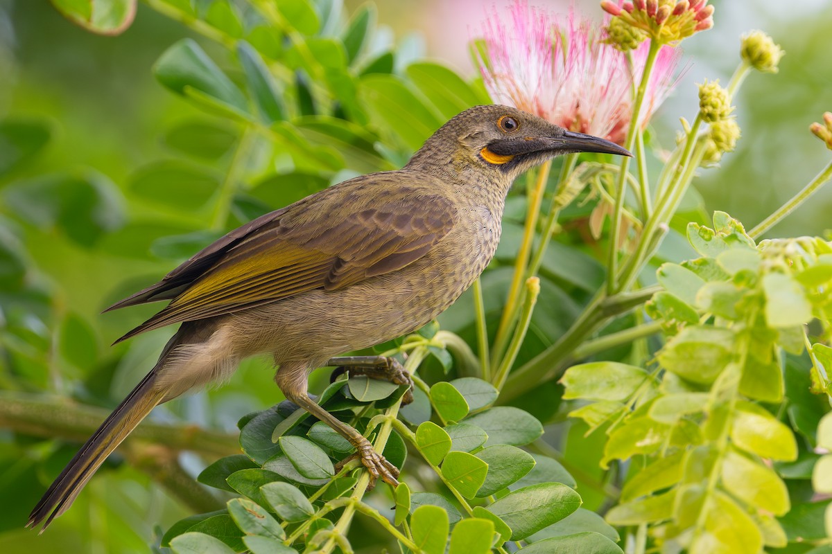 Méliphage d'Ovalau - ML644144698