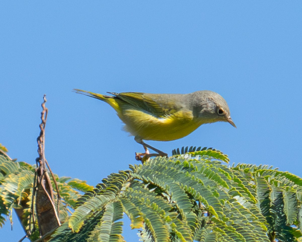 ズアカアメリカムシクイ - ML644144704